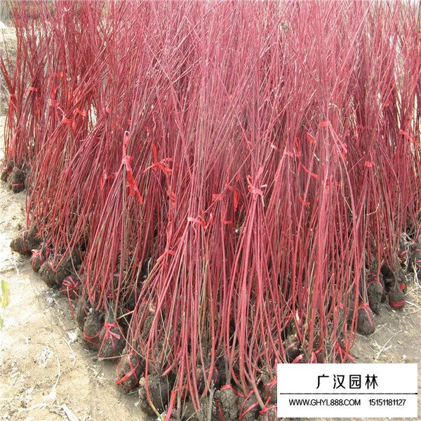 红端木的培养技术(图1)