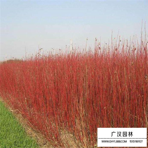 红端木的种植技术(图2)
