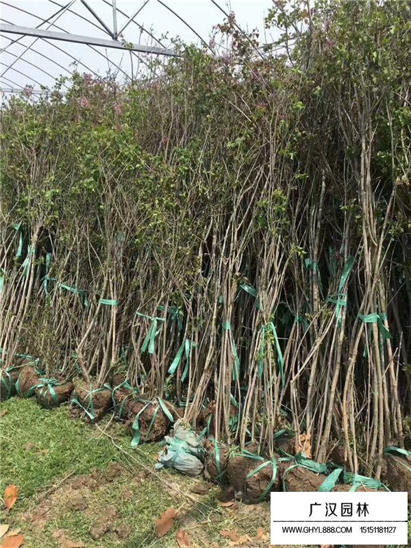 丛生丁香繁殖技术(图4)