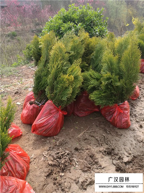 洒金柏的种植方法(图1)