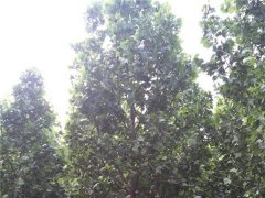 法桐树