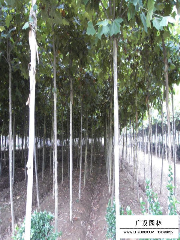 法桐树的扦插种植技术(图4)