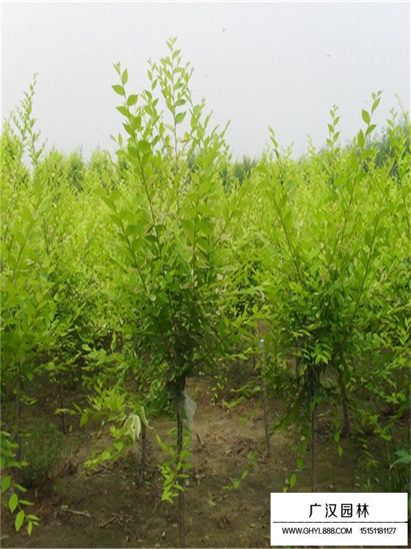 盆栽金叶榆的田间种植方法(图3)