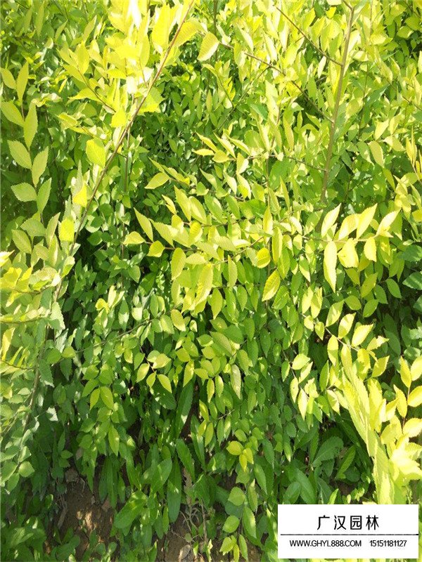 金叶榆盆栽的种植方法(图3)