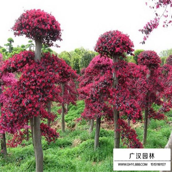 红花继木桩盆景培植(图1)