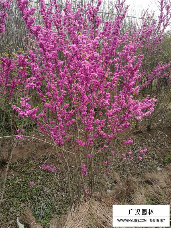 丛生紫荆的花果期(图3)