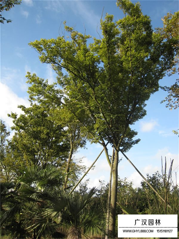 榉树苗木管理(图4)