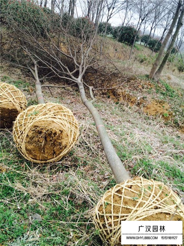 榉树种植方法和密度调控(图4)