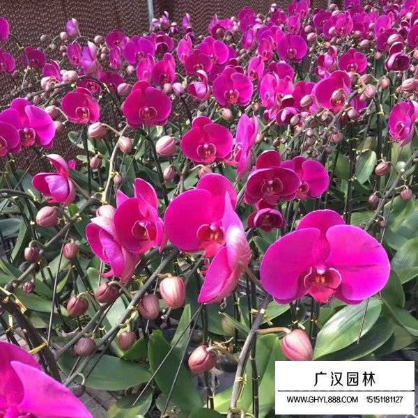 蝴蝶兰的田间种植方法(图2)