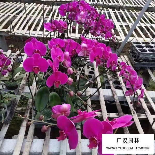 蝴蝶兰的种植方法(图2)