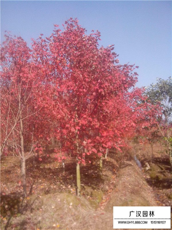 美国中国日本红枫哪种红枫适合做盆景(图2)