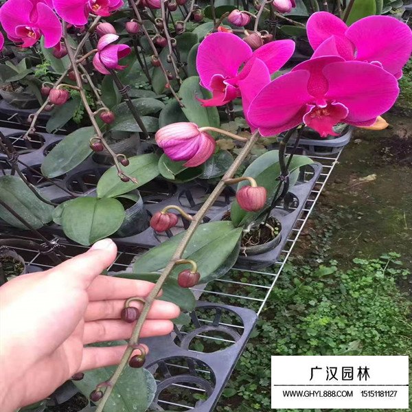 蝴蝶兰的开花日期和果期(图1)