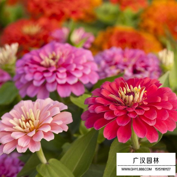 百日草的基地(图1)