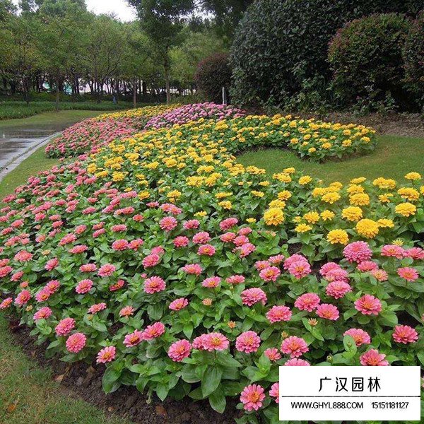 百日草的基地(图2)