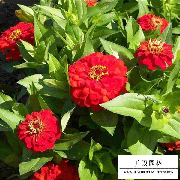 百日草的基地(图3)