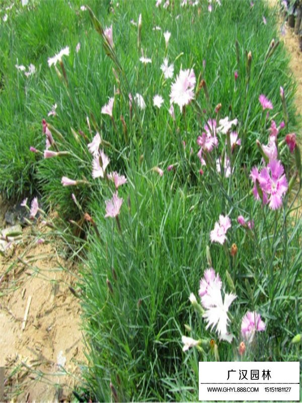 常夏石竹的开花日期和果期(图2)