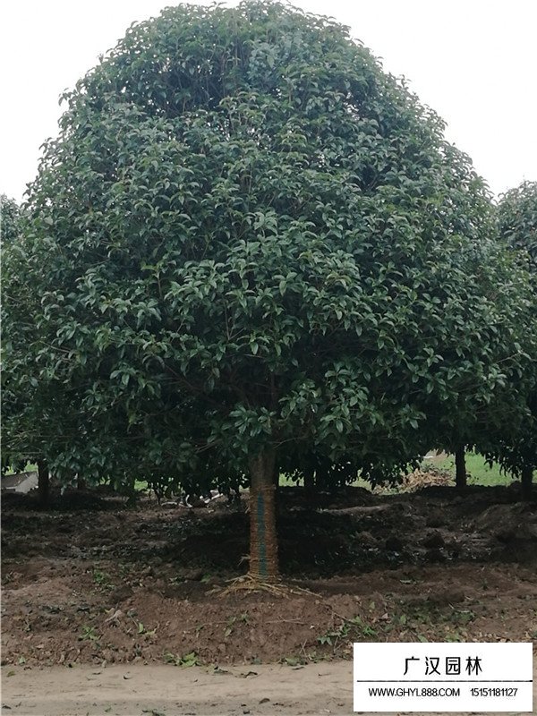 江苏桂花树价格(图2)