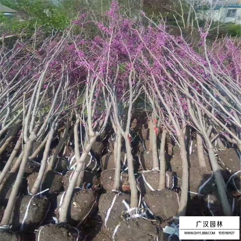 紫荆树嫁接(图1)