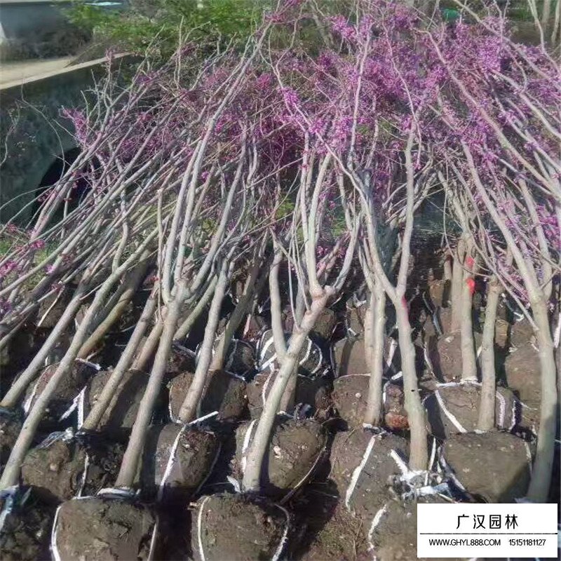 紫荆树嫁接(图2)