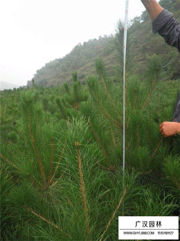 油松出穗时能浇水吗(图4)