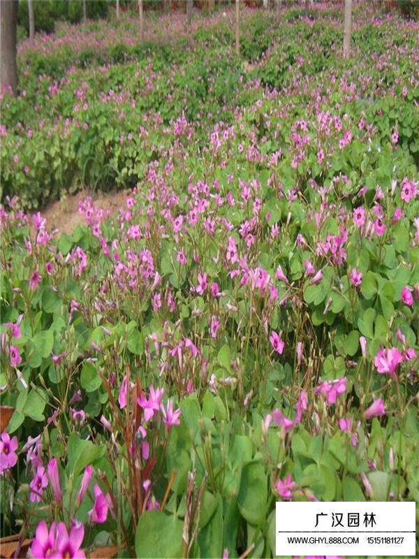 昆明红花醡浆草(图4)