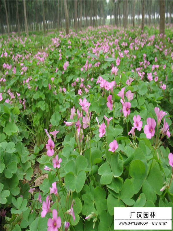 宿迁红花醡浆草苗子(图2)