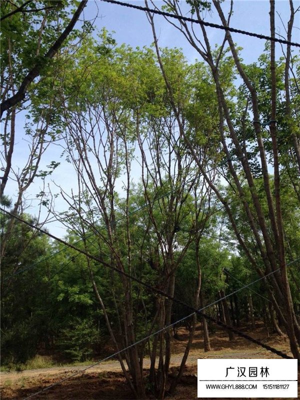 丛生五角枫是灌木还是乔木(图3)