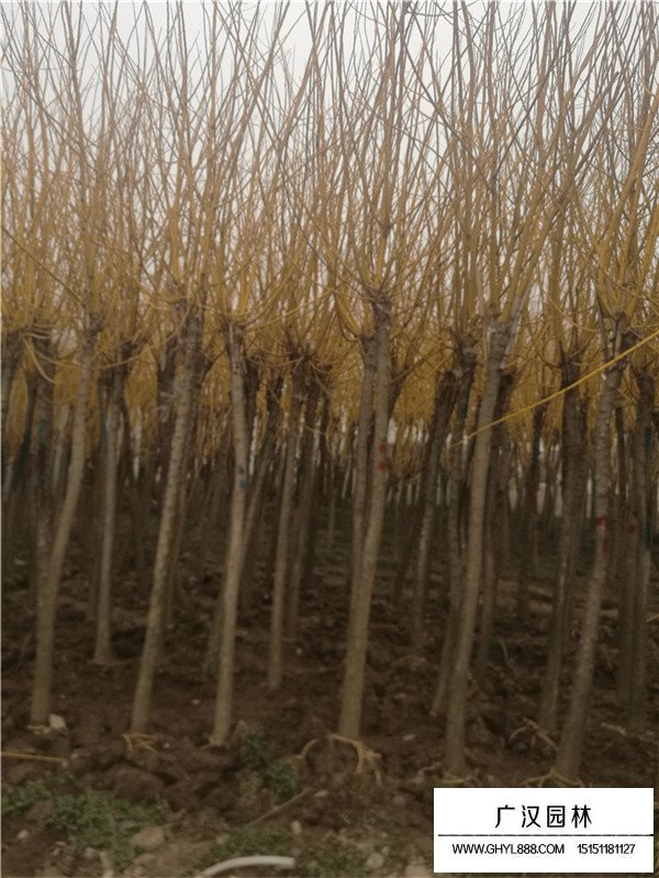绿化黄金树图片(图2)