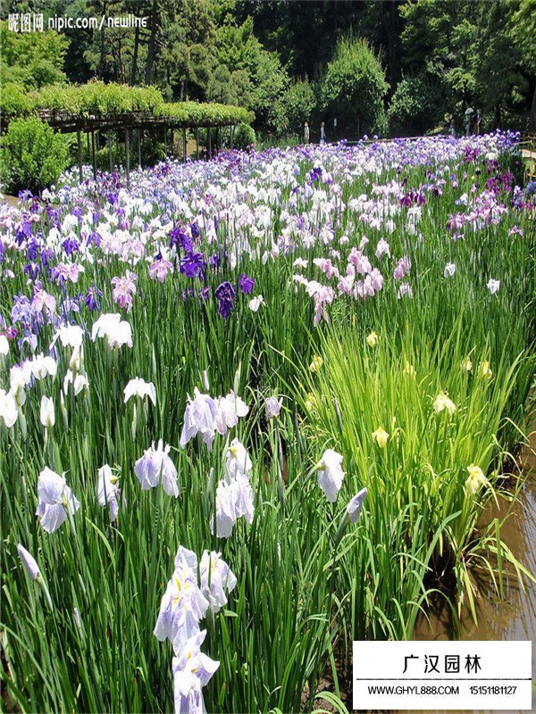 水生植物菖蒲(图3)