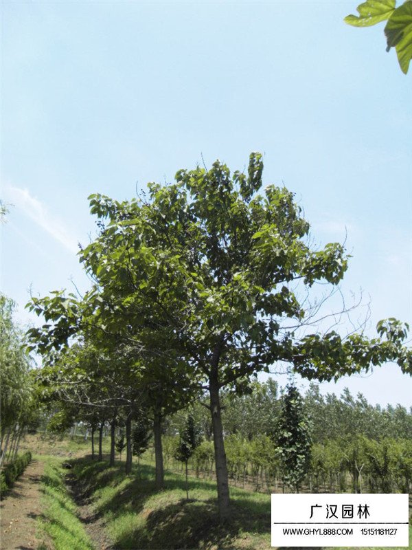行道树的种类(图3)