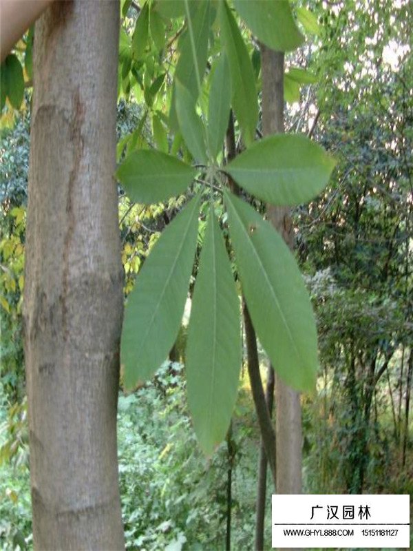 红花七叶树苗子价格(图4)