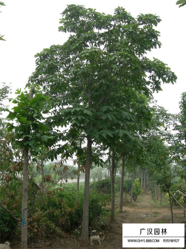 种植红花七叶树的前景(图1)