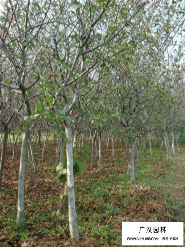 垂丝海棠管理及种植技巧(图3)