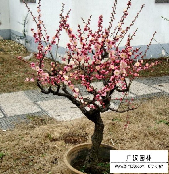 美人梅盆景(图4)