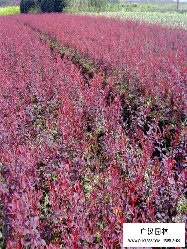紫叶小檗盆景的养护(图1)