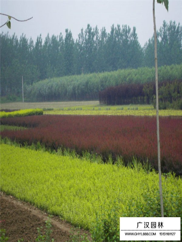 紫叶小檗盆景的养护(图2)