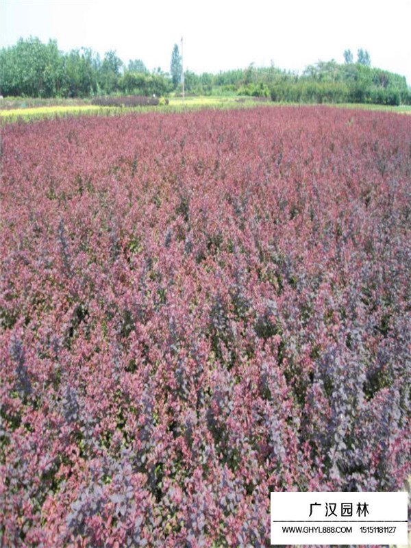 紫叶小檗盆景的养护(图3)