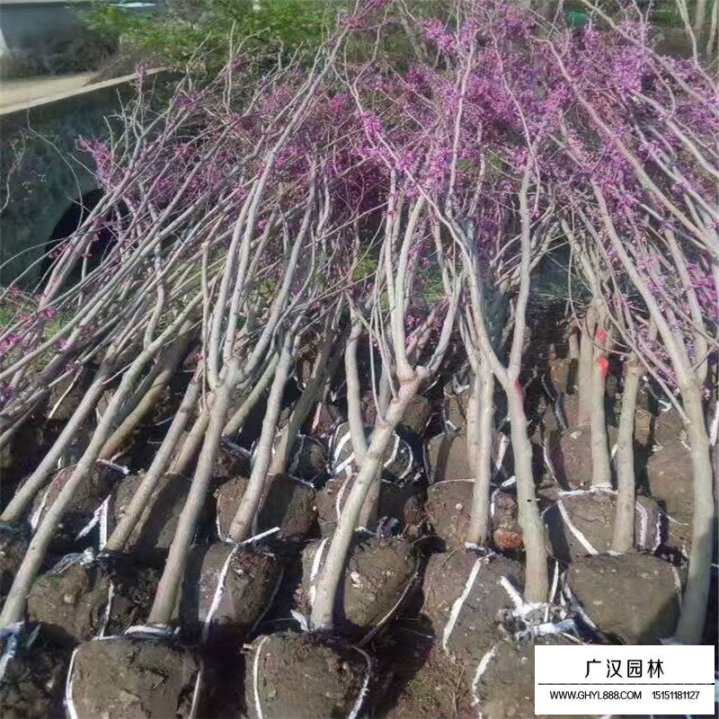 丛生紫荆的花语(图1)