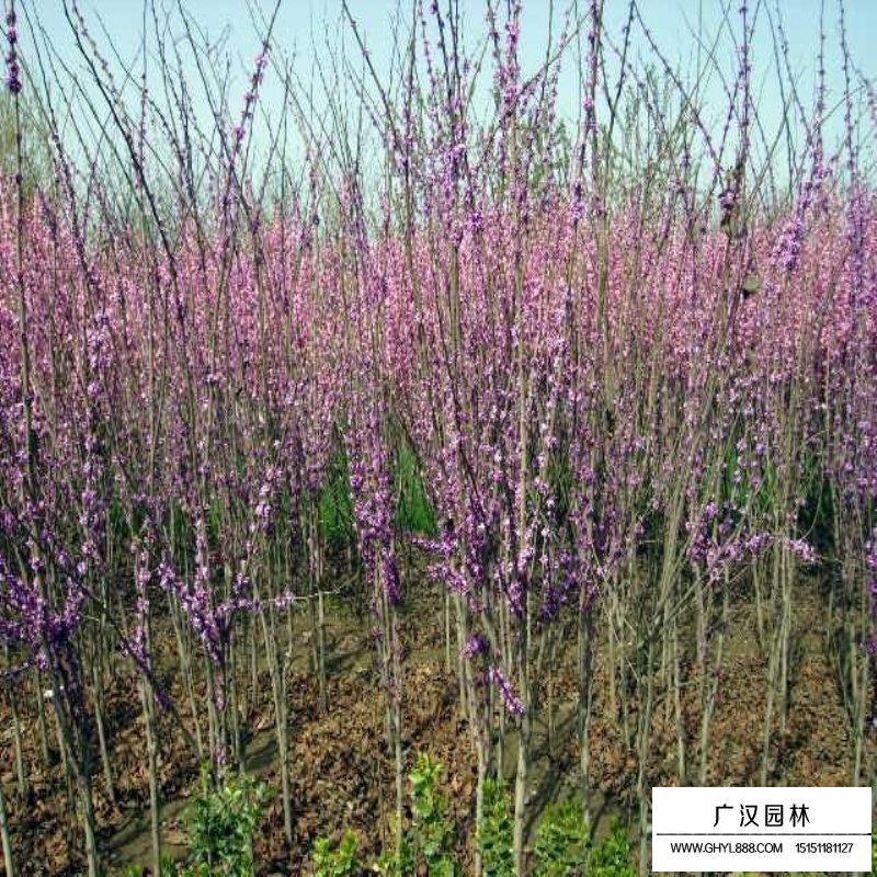 丛生紫荆的花语(图4)