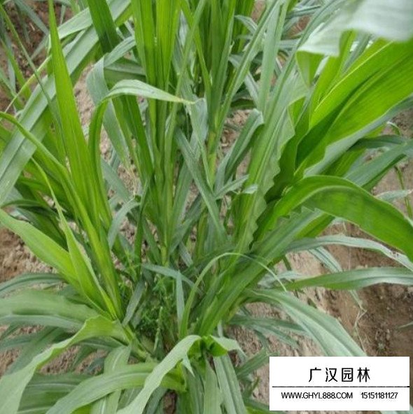 多年生黑麦草种子(图3)