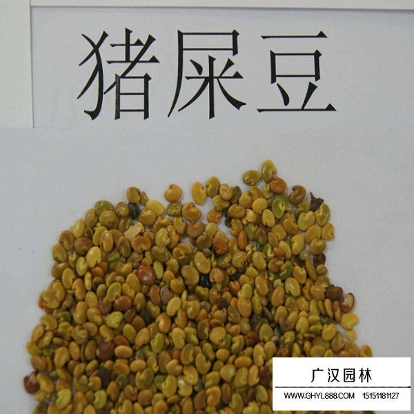 猪屎豆种子(图2)