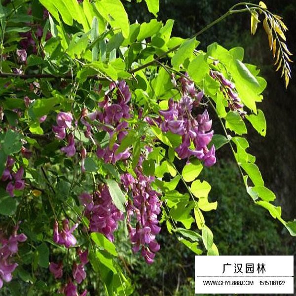 紫穗槐净籽种子(图4)