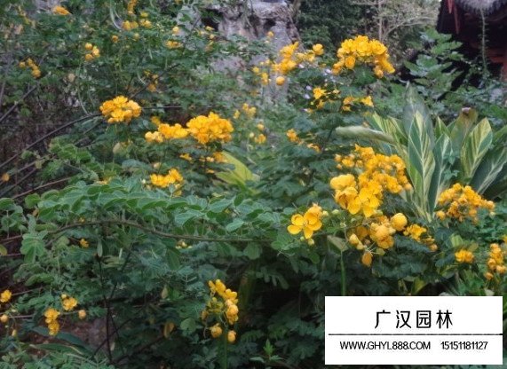 黄花槐种子(图3)