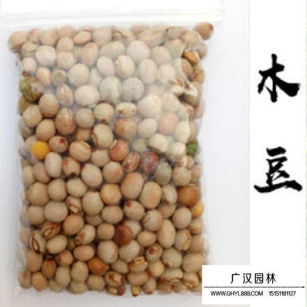 木豆种子(图2)
