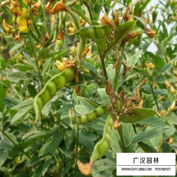 木豆种子(图3)