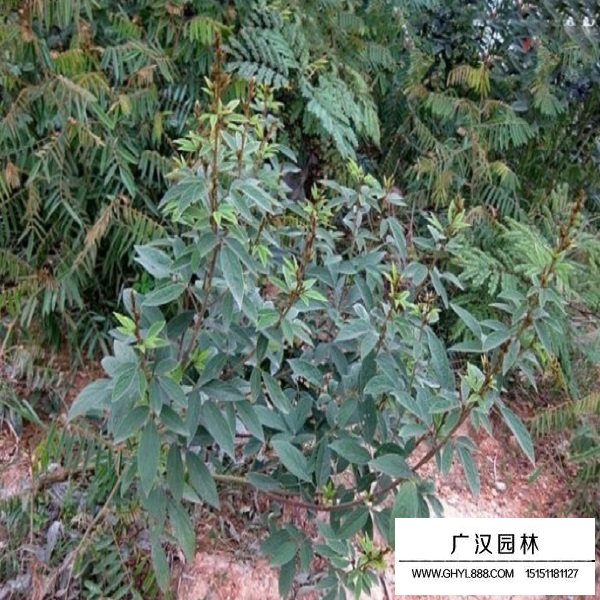 木豆种子(图4)