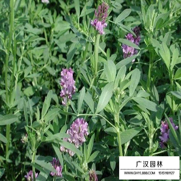 包衣紫花苜蓿种子(图4)