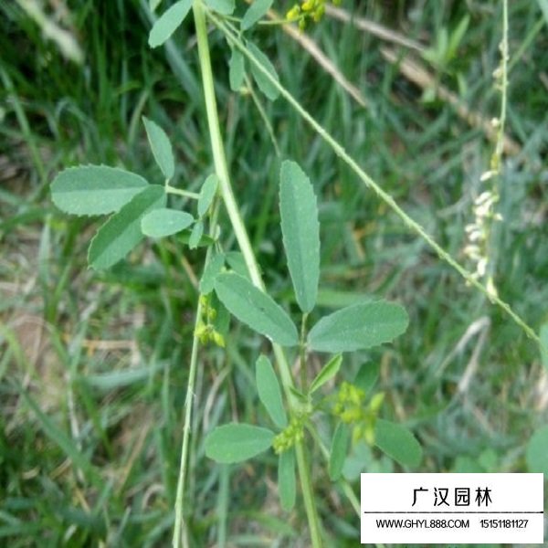 草木犀种子(图4)
