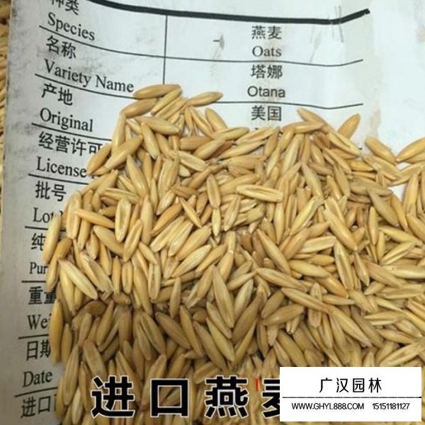 燕麦种子(图3)