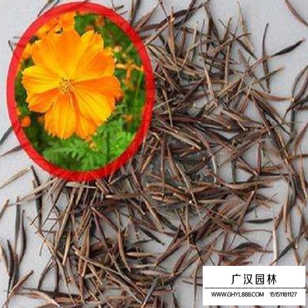 硫华菊种子图片大全图片